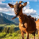 Bucheggerhof Schladming