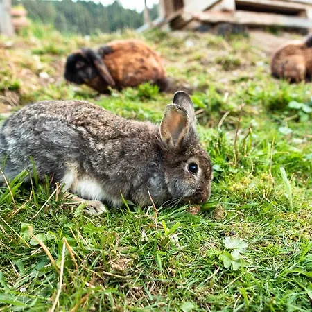 アパート ブッフェガホフ *