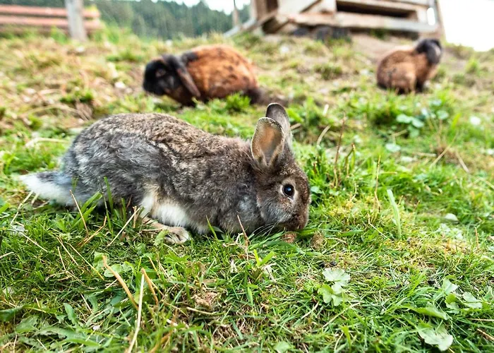 דירה Bucheggerhof *