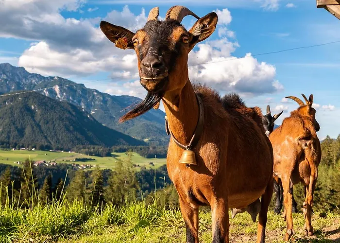Bucheggerhof שלאדמינג