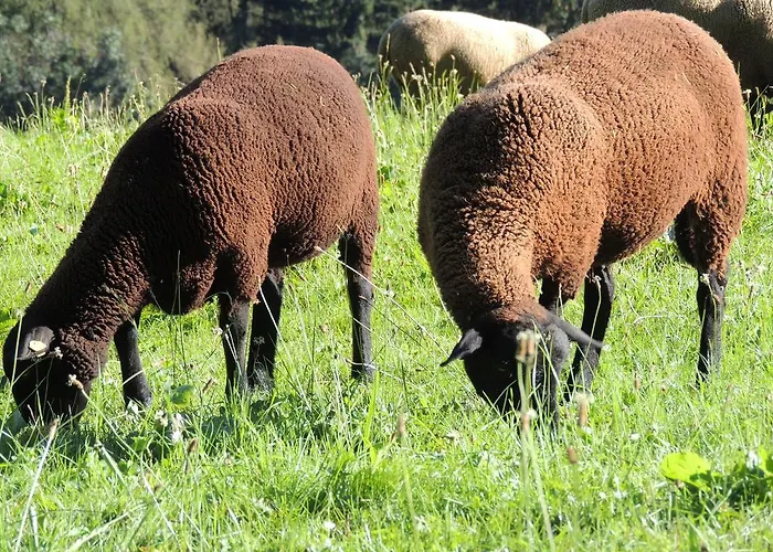 Bucheggerhof שלאדמינג